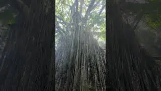 Sounds of the rain forest, Curtain Fig Tree, Queensland