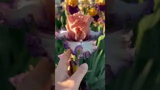 Ирис Beautician #цветы #flowers #ogorod #сад #beautifulgarden #лето #beautifulgardens #gardening
