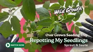 Repotting Overgrown Tomato & Chilli Seedlings | Strong Seedling Growth Tips