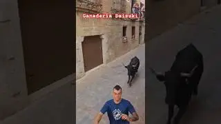 Salto De Vaca Encierro Los Arcos !!! #24 #toros  #vacas #navarra #daisuki #salto #encierros #toro