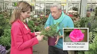 Associer un rosier &agrave; des plantes vivaces au jardin - Truffaut