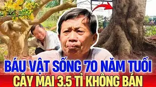 Mai V&agrave;ng Cổ Thụ 70 Năm Ở Quảng Ng&atilde;i Được H&eacute;t Gi&aacute; 3,5 Tỷ&ndash;B&aacute;u Vật Mai Xu&acirc;n Khiến Giới Chơi C&acirc;y Sững Sờ