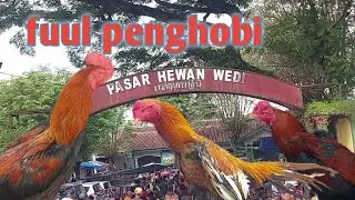 Minggu paing pasar ayam wedi ful pengunjung||lanjut lihat ternak ayam ekor lidi teman