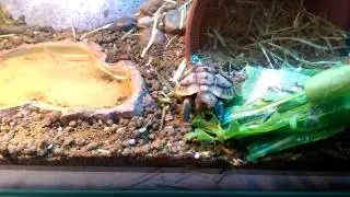 Baby tortoise eating dandelions leaves | Toby.TV
