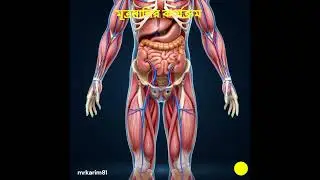 A Complete Guide to Human Body Anatomy | Systems, Organs, and Functions Explained