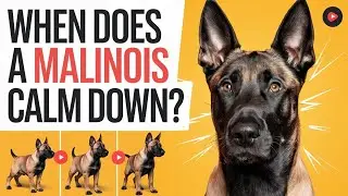 Belgian Malinois Energy: When Do They Finally Calm Down?