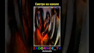 Опасные животные! #shorts  #интересное #животные #природа  #познавательно  #animals