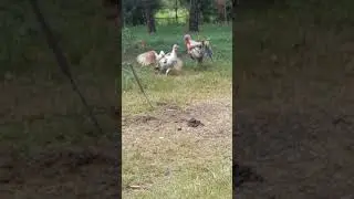 Muscovy duck vs turkey fight, muscovy male duck wins