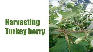 Harvesting Turkey berry from terrace garden