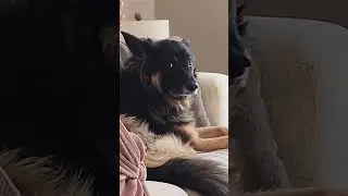 Реакция глаз собаки говорит сама за себя 😂🐶 #собака #смешно #США🇺🇸 #тикток #собакитикток