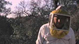 More Than Honey - Official Trailer (HD)