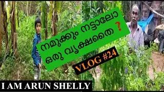 Shall we plant a tree on World Environmental Day❓| A visit to Anil Kumar&rsquo;s Kitchen Garden | Vlog #24