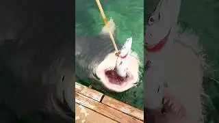 Don&rsquo;t Fall In, Dock Pets Are Savage! 🦈 #shark #fishing 🎥IG: @conch.culture
