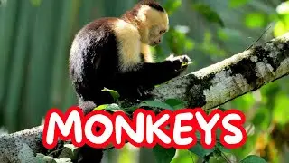 Monkey Song for Kids: Learn Fun Facts about monkeys(10 interesting facts) #kids #kidsvideo #kidssong