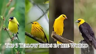 Top 5 Beautiful Yellow Birds in the World |#Birds video | #birds