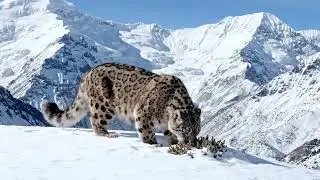 Snow leopard in it's home🐆🐆 || The mountains King 