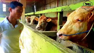 Beli Timbangan Sapi Digital Untuk 30 Ekor Sapi Di Kandang