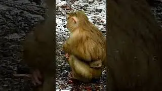 Pity Baby Monkey Lucie. #baby #monkey #minimonkey #viralvideo #shorts #0500