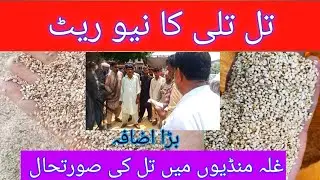 Til Tilli ka new Rate||Gallahmandi mein  hybrid Til price|Sesame price in Pakistan|White hybrid Til 