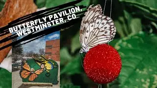 Day Trip to The Butterfly Pavilion in Denver, Colorado