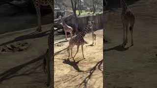 Dallas Texas zoo #animals #shorts #texas #funny
