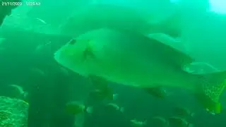 Giant Sweetlips - Tanjung Jepun - Bali