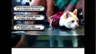 Cats, Weight & Avoiding Obesity - Tips for Keeping Your Cat Healthy from Sage Centers