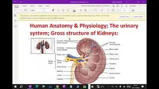 Human Anatomy & Physiology; The urinary system; Gross structure of Kidneys:- 159. #kidney_structure