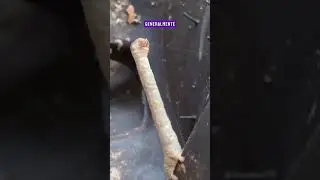 Explicando El Video De La Extra&ntilde;a Oruga Que Se Hizo Viral