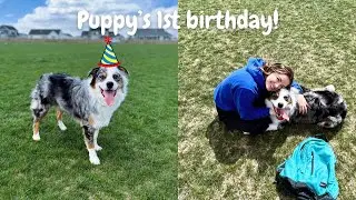 our Aussie puppy&rsquo;s 1st birthday!! - presents, a &ldquo;pup&rdquo;cake, and more!