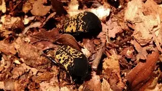 Gymnetis marmorea - Rosenk&auml;fer / Flowerbeetle