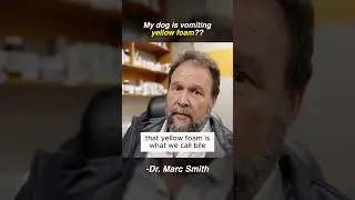 Why Dogs Vomit Yellow Foam | Marc Smith, DVM, MS Explains