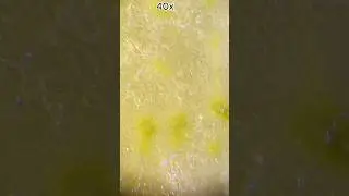Garlic 🧄 under microscope #microscope #fullzoom