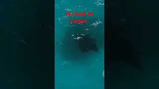 Exploration of the ocean by divers. #ocean #sea #viralvideo#cat