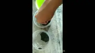 GEOTROPISME || PRAKTIKUM IPA DI SD || UPBJJ MAJENE || UNIVERSITAS TERBUKA