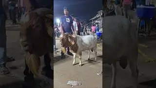 Kadak African Boer 🔥😍 #bakraeid #bakraeid2025 #bakraeidspecial #bakra #goats #trending #biggoats