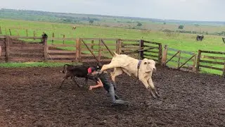 MONTEI NO NELORE PENSA NUM BOI BOM DE PULO
