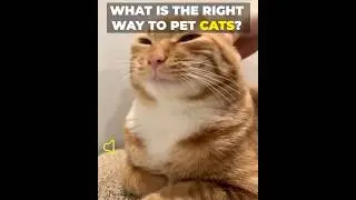 What is the right way to pet cats?