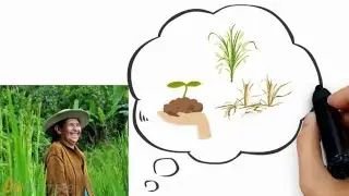 Why talk about gender and rice in Latin America?
