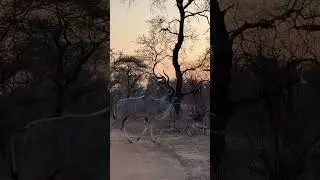 This is Africa, a sunset stroll of a male kudu #nature #animals