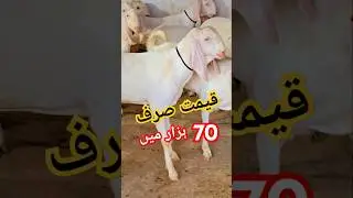 Dera Ghazi Khan Mandi Sasta Bada bakra 2025 Sabir goat farm per video trending per for you status
