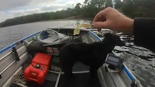 Testing out the Reel it In, Predator lure, Result! Nice few fish