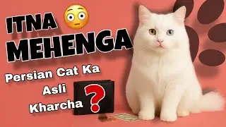 Persian Cat Ka Monthly Kharcha😳 | Monthly Cost Explained | Real Truth | Budget Video |@leo_lily0 