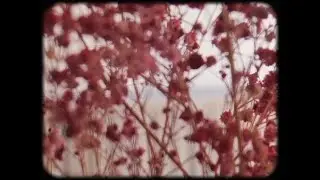 Ra&iacute;ces (Videoclip Oficial)
