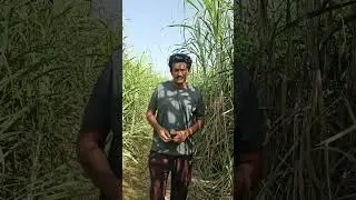 kamad ka rate 500 se km naa manzoor 🙏😎😯 #agriculture #villagerlifestyle #agriculture