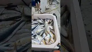 家庭號 紅甘魚 豐收! Amazing netting fresh Amberjack, nice for Sashimi, 光榮定置漁場 #fishing #netting #freshfish 0