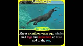 Did you Know Facts Amazing fact Psychological Facts factsworld | Getsetflyfacts #USA #shorts EP:47