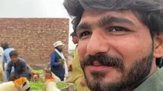 Desi mundra chatre | desi sindhi chatre | desi Bakra | desi doodh wali bakria | Shahpur kanjra mandi