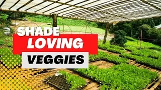 The Best Plants for a Shade Vegetable Garden