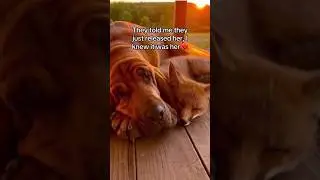 Little Dog and Fix | A story of  friendship #viral #funny #pets #friendship